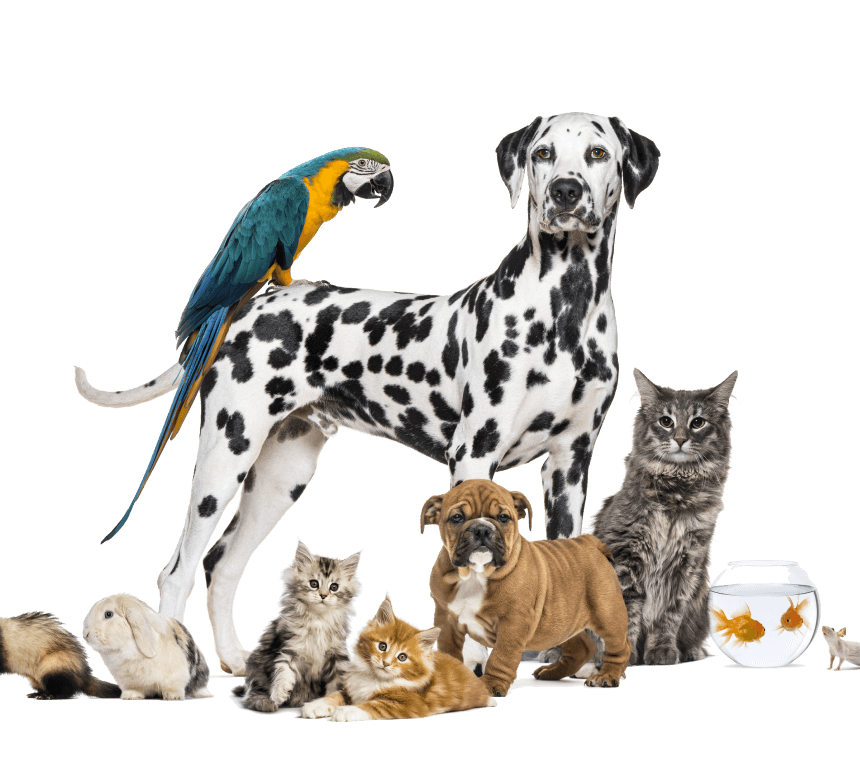 Various animals including dog, cat, birds, rabbit, ferret, and fish